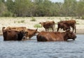 Cows at a riverbank Royalty Free Stock Photo