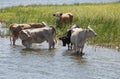 Cows at a riverbank Royalty Free Stock Photo