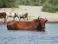 Cows at a riverbank Royalty Free Stock Photo