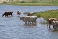 Cows at a riverbank