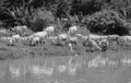 COWS AT A RIVERBANK DRINKING WATER Royalty Free Stock Photo