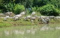 COWS AT A RIVERBANK DRINKING WATER Royalty Free Stock Photo