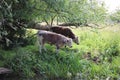 Cows at the riverbank eating grass Royalty Free Stock Photo