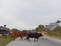 COWS ON THE ROAD, CUBA