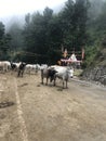Cows on road in hills too silane