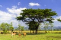 Cows Beside Road. Royalty Free Stock Photo