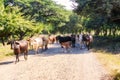 Cows on the road 39 in Nicaragua