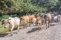 Cows on the road 39 in Nicaragua