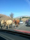 Cows on the road