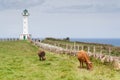 Cows in the road to the lighthouse Royalty Free Stock Photo