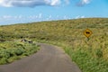 Cows in a road to Rano Kau Volcano - Easter Island, Chile Royalty Free Stock Photo