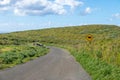 Cows in a road to Rano Kau Volcano - Easter Island, Chile Royalty Free Stock Photo