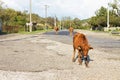 Cows roam the main road in a Georgian village. One cow leads the way.