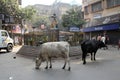 Cows roam the streets of Kolkata Royalty Free Stock Photo