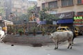 Cows roam the streets of Kolkata Royalty Free Stock Photo