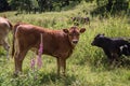 Cows in Romania Royalty Free Stock Photo