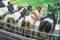 Cows on round rotary machine for milking in dairy farm. Industrial milk and cattle production manufacturing