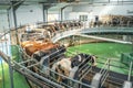 Cows on round rotary machine for milking in dairy farm. Industrial milk and cattle production manufacturing