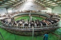 Cows on round rotary machine for milking in dairy farm. Industrial milk and cattle production manufacturing Royalty Free Stock Photo