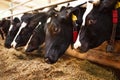 Cows are in a row, on a dairy farm, eating hay. Royalty Free Stock Photo