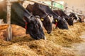 Cows are in a row, on a dairy farm, eating hay. Royalty Free Stock Photo