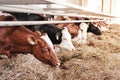 Cows in a row are eating hay in the cowshed. Farm animals. Royalty Free Stock Photo