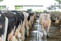 cows in a row while feeding on a modern farm, rear view Royalty Free Stock Photo