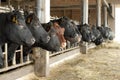 Cows in a row in an open cowshed Royalty Free Stock Photo