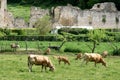 Cows and ruins in Irantzu, Spain Royalty Free Stock Photo