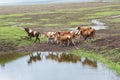 Cows running for more grass with reflection in water Royalty Free Stock Photo