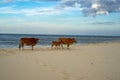 Cows on the sandy beach Royalty Free Stock Photo