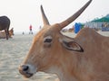 Cows on a sandy beach in the Indian state of Goa. Royalty Free Stock Photo