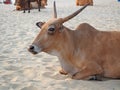 Cows on a sandy beach in the Indian state of Goa. Sacred animals for Hindus.