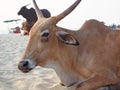 Cows on a sandy beach in the Indian state of Goa. Royalty Free Stock Photo