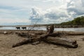 Cows on a sandy beach Royalty Free Stock Photo