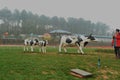 cows sculpture in botanical garden