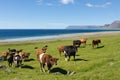 Cows By The Sea