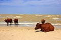 Cows sea beach