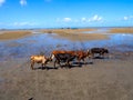 Â´The Cows search for trash on the beach of Toliary, Madagascar