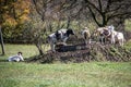 Cows seek shade under tree Royalty Free Stock Photo