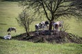 Cows seek shade under tree