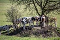 Cows seek shade under tree Royalty Free Stock Photo