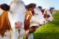 Cows in Seiser Alm, the largest high altitude Alpine meadow in Europe, stunning rocky mountains on the background. South Tyrol pro Royalty Free Stock Photo