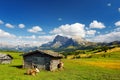 Cows in Seiser Alm, the largest high altitude Alpine meadow in Europe, stunning rocky mountains on the background. South Tyrol pro Royalty Free Stock Photo