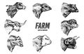 Cows set in vintage style. Cattle heads. Longhorn Scottish Highland Holstein Black Angus. Portrait of farm bulls or Royalty Free Stock Photo