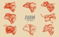 Cows set in vintage style. Cattle heads. Longhorn Scottish Highland Holstein Black Angus. Portrait of farm bulls or