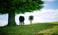 Cows in shade