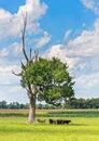 Cows in the Shade Royalty Free Stock Photo