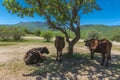 Cows in the shade of a tree Royalty Free Stock Photo