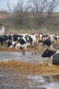 Cows shake on the street and look into the frame